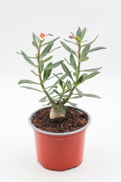 Pachypodium bispinosum