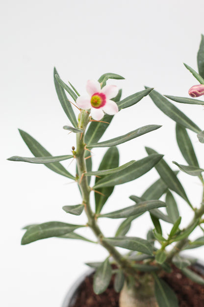 Pachypodium bispinosum