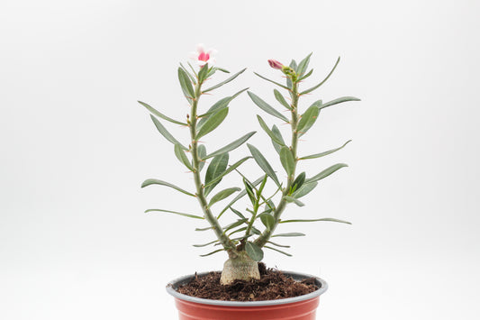 Pachypodium bispinosum