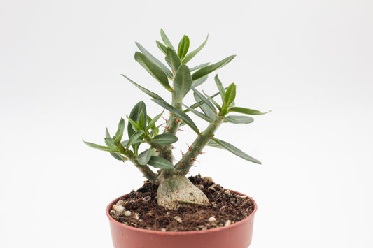 Pachypodium bispinosum