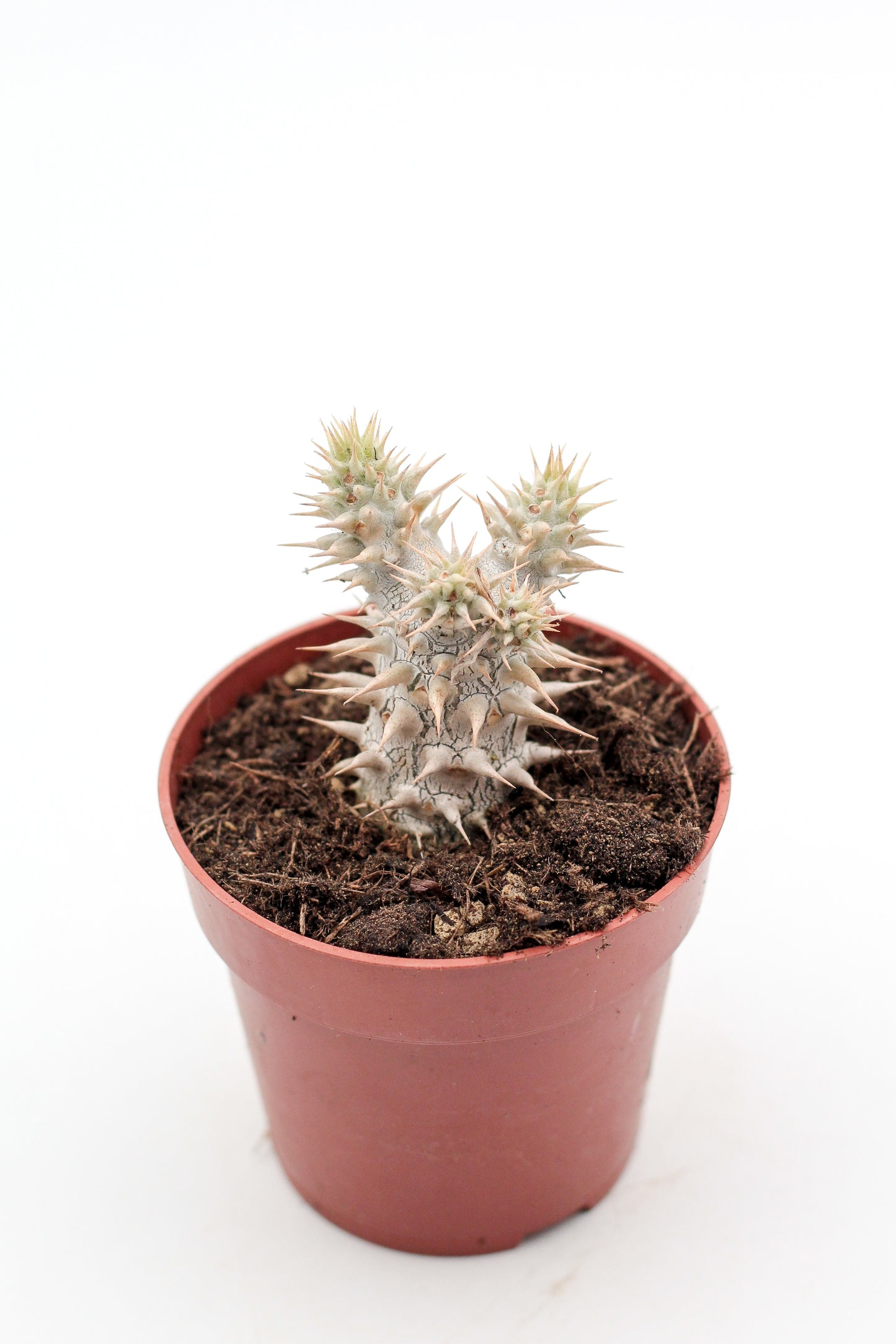 Pachypodium densiflorum
