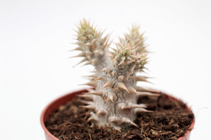 Pachypodium densiflorum