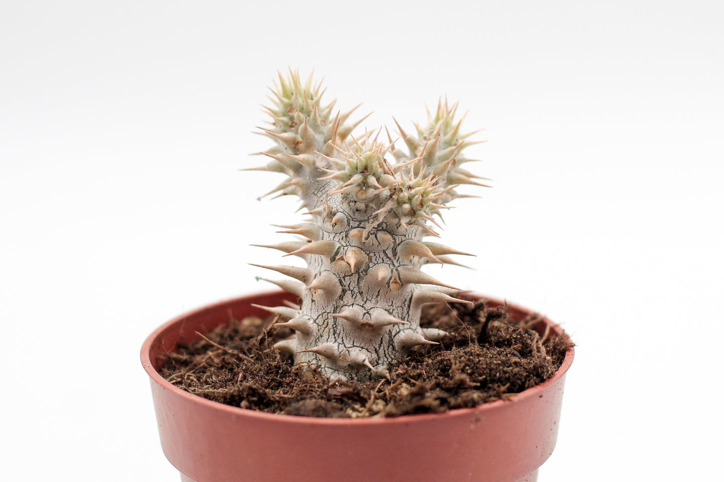 Pachypodium densiflorum