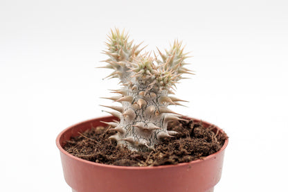 Pachypodium densiflorum