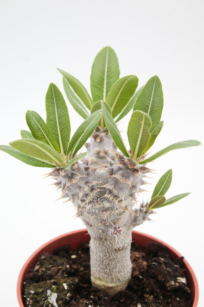 Pachypodium densiflorum branched