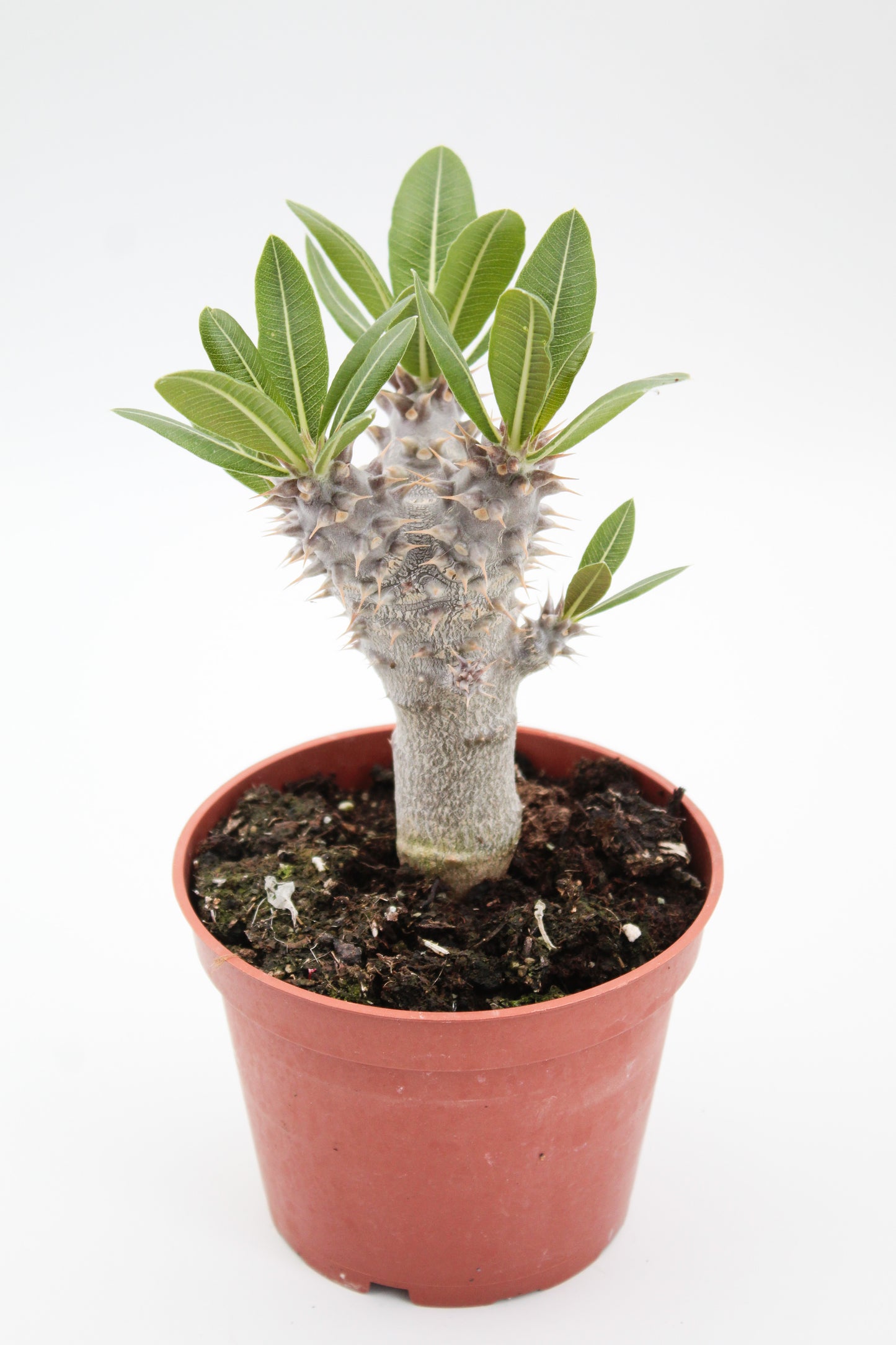 Pachypodium densiflorum branched