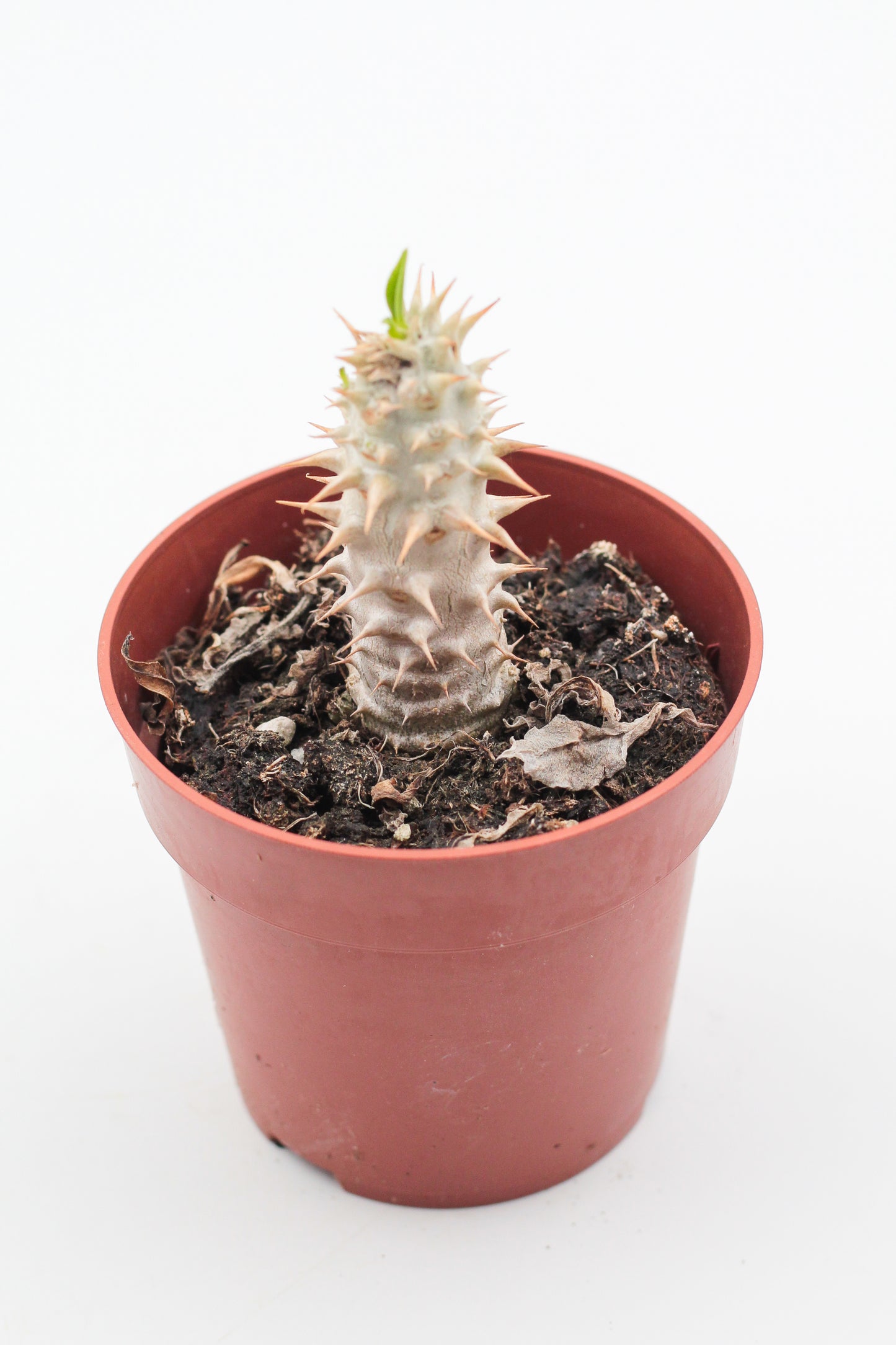 Pachypodium densiflorum