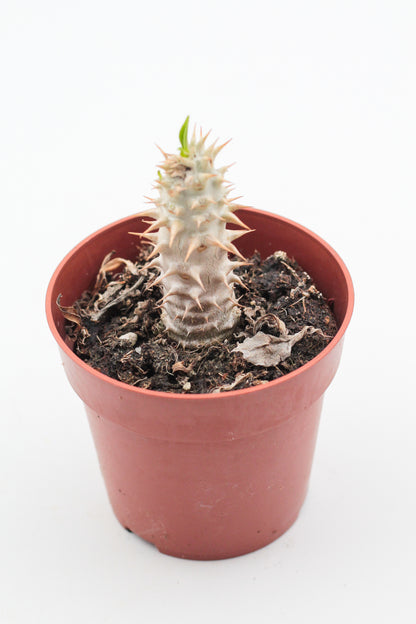Pachypodium densiflorum