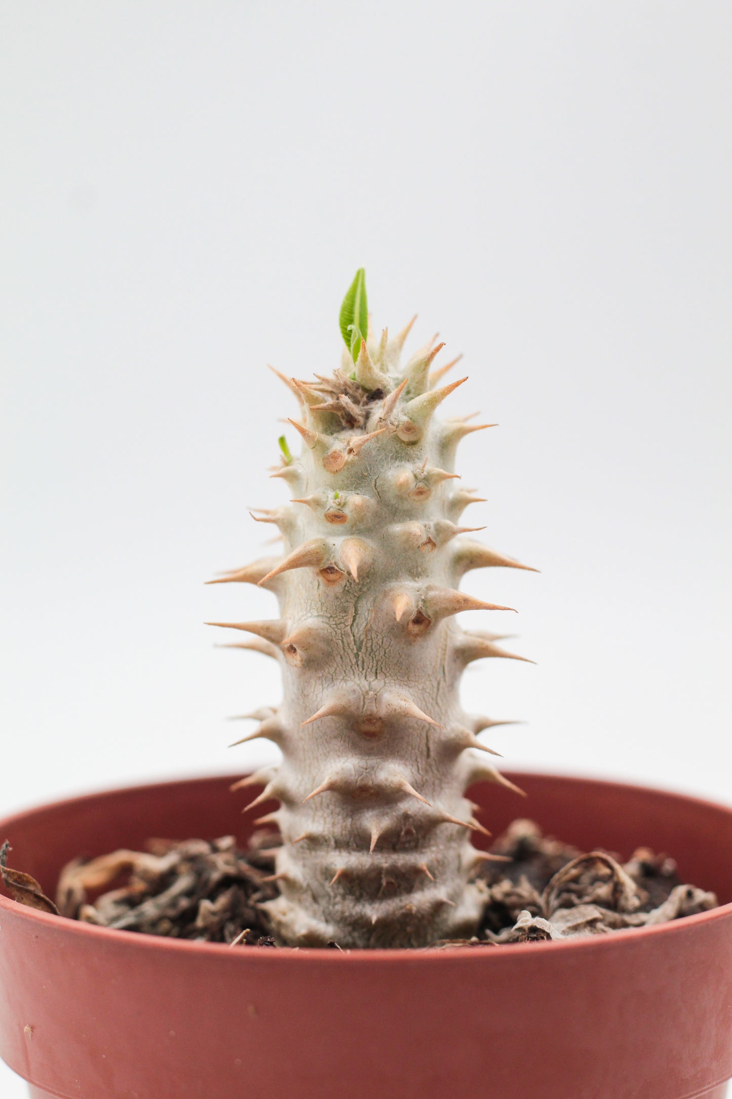 Pachypodium densiflorum