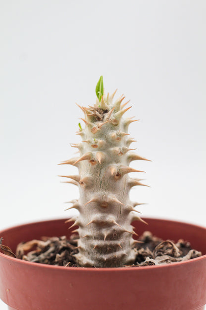 Pachypodium densiflorum