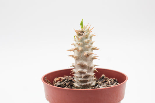 Pachypodium densiflorum