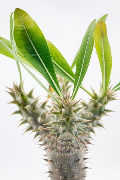 Pachypodium densiflorum branched