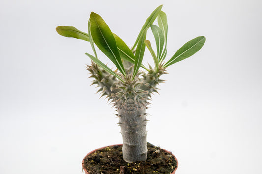 Pachypodium densiflorum branched