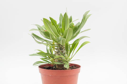 Pachypodium horombense