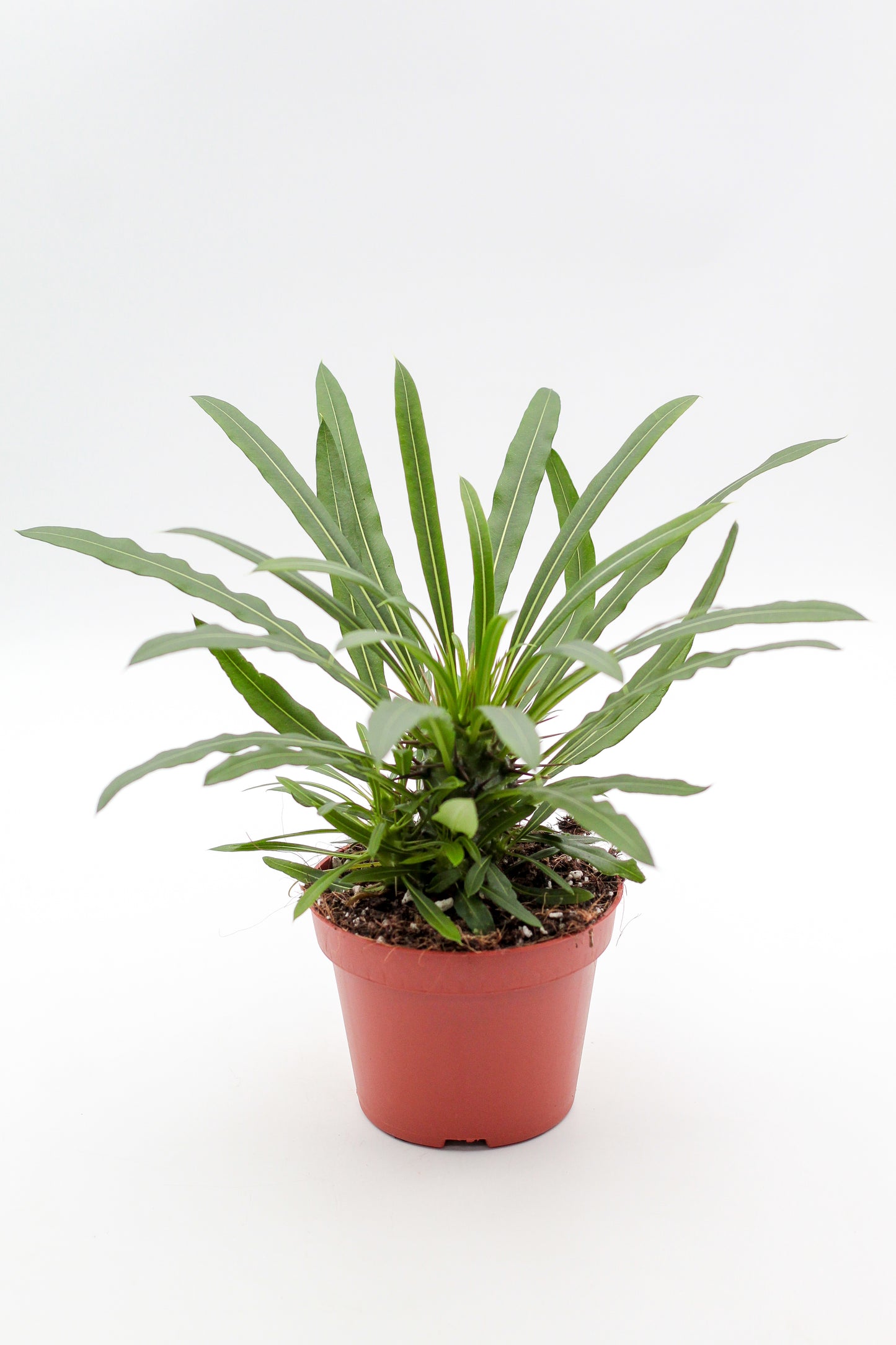 Pachypodium Lamerei " Madagaskar Palm "budget prikker special"