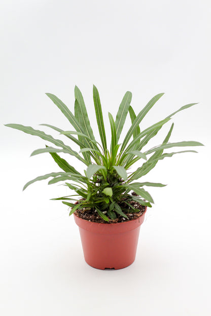 Pachypodium Lamerei " Madagaskar Palm "budget prikker special"