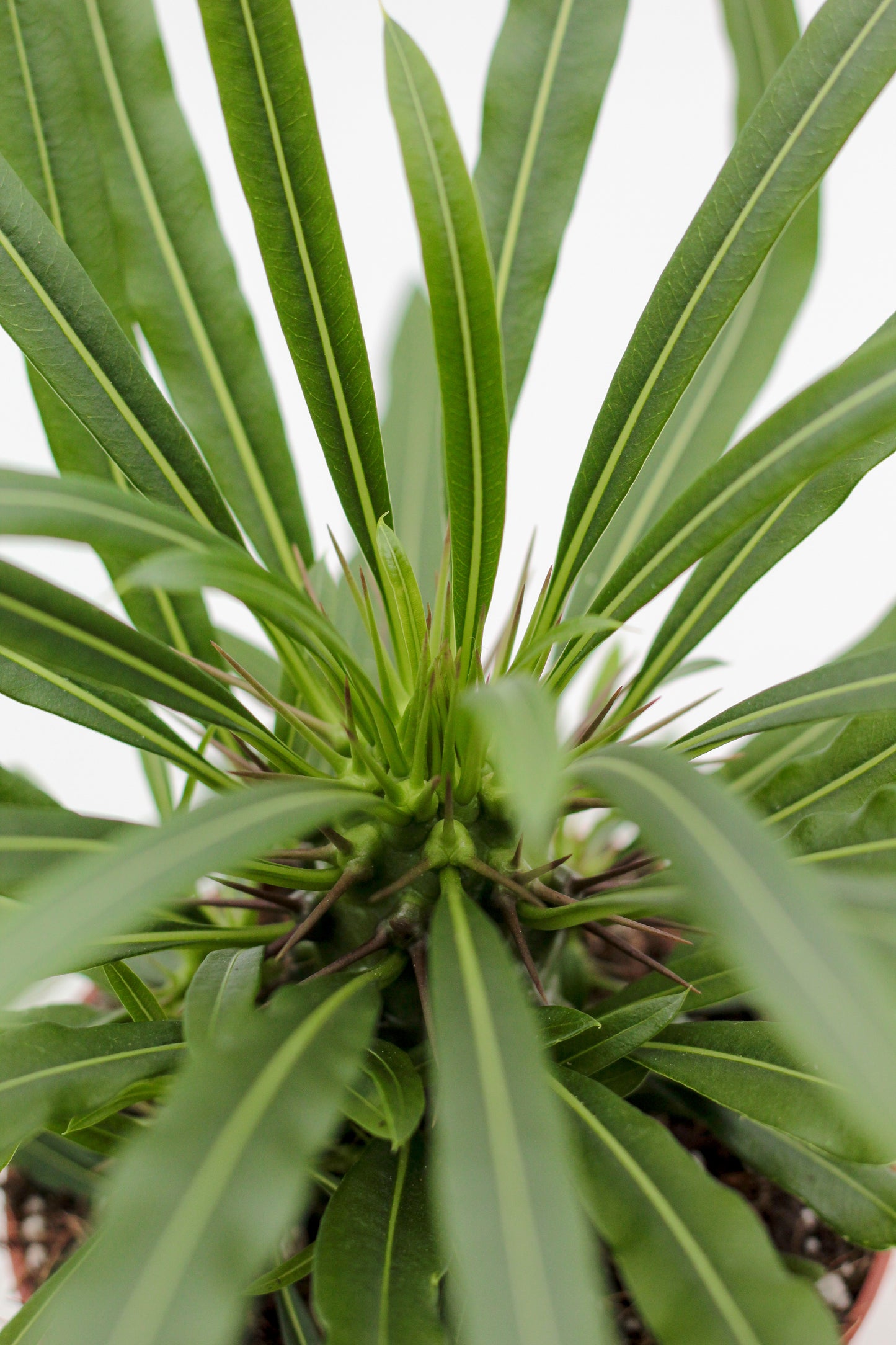 Pachypodium Lamerei " Madagaskar Palm "budget prikker special"