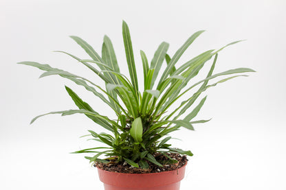 Pachypodium Lamerei " Madagaskar Palm "budget prikker special"