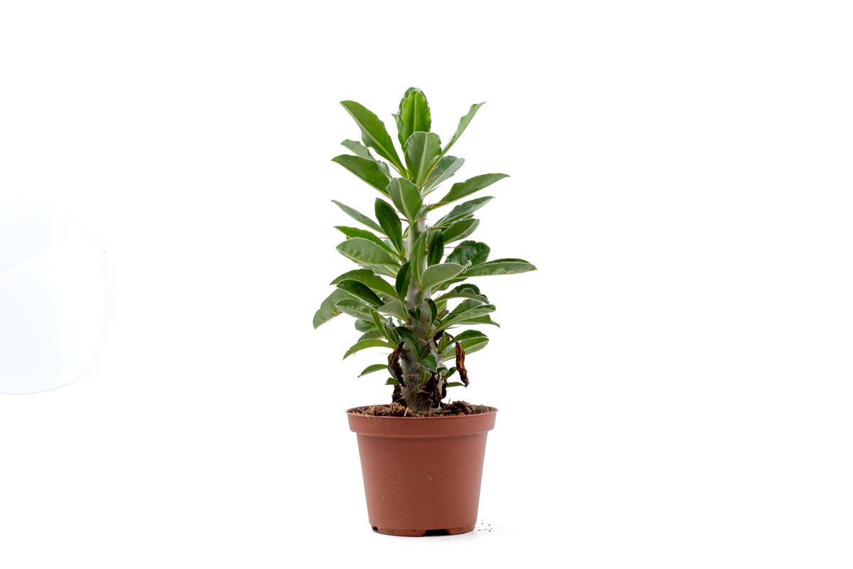 Pachypodium saundersii (Pachypodium lealii subs. saundersii)