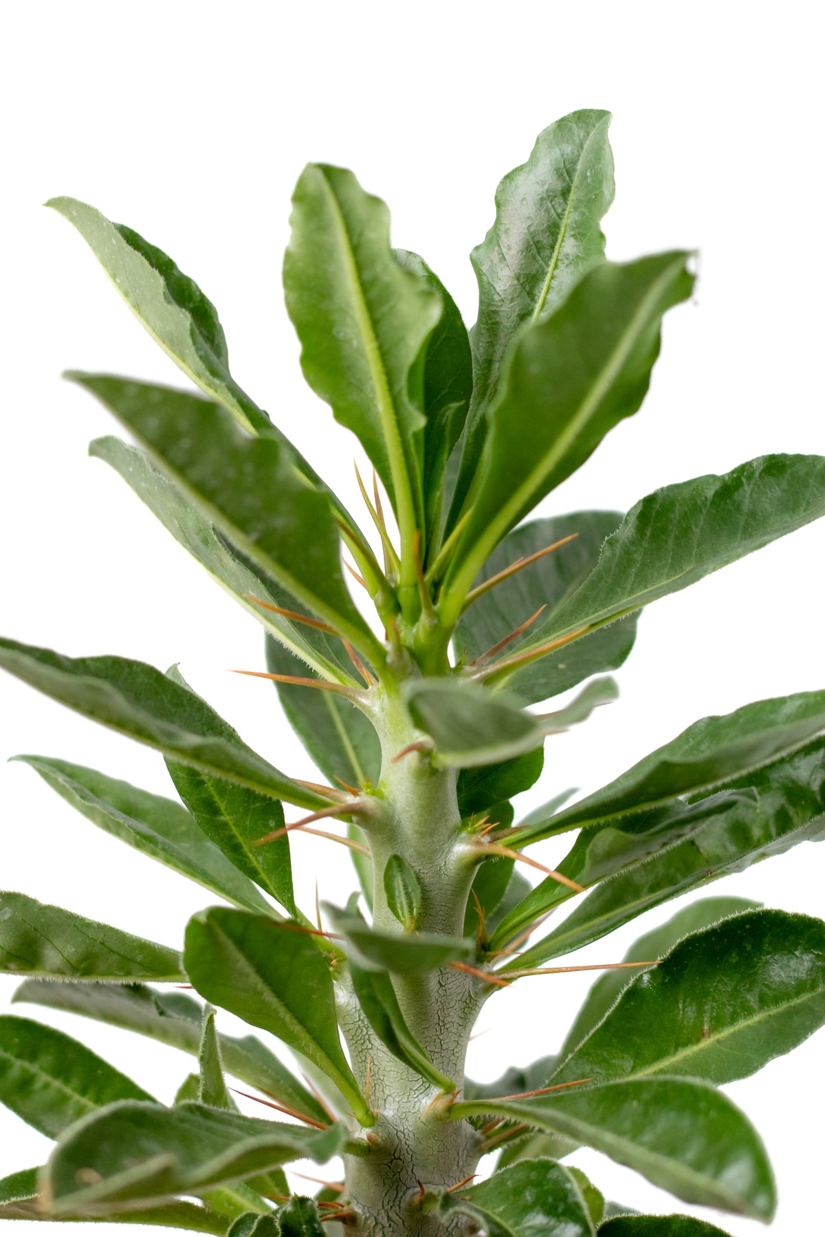 Pachypodium saundersii (Pachypodium lealii subs. saundersii)
