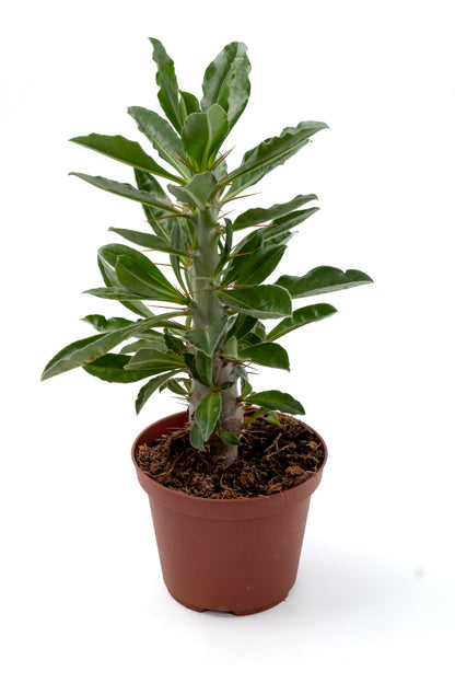 Pachypodium saundersii (Pachypodium lealii subs. saundersii)