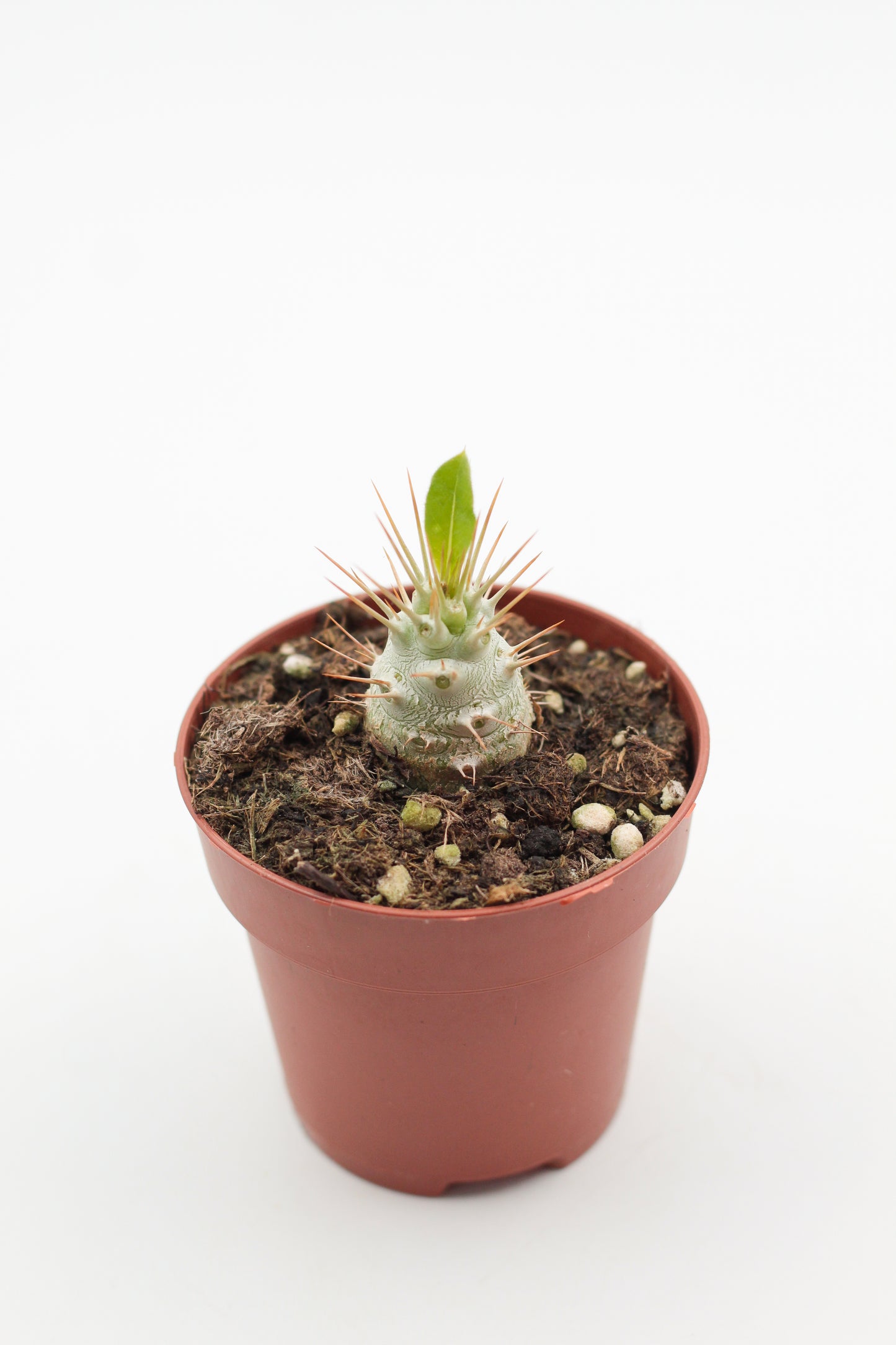 Pachypodium saundersii (Pachypodium lealii subs. saundersii)
