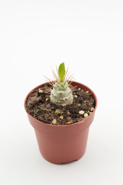 Pachypodium saundersii (Pachypodium lealii subs. saundersii)