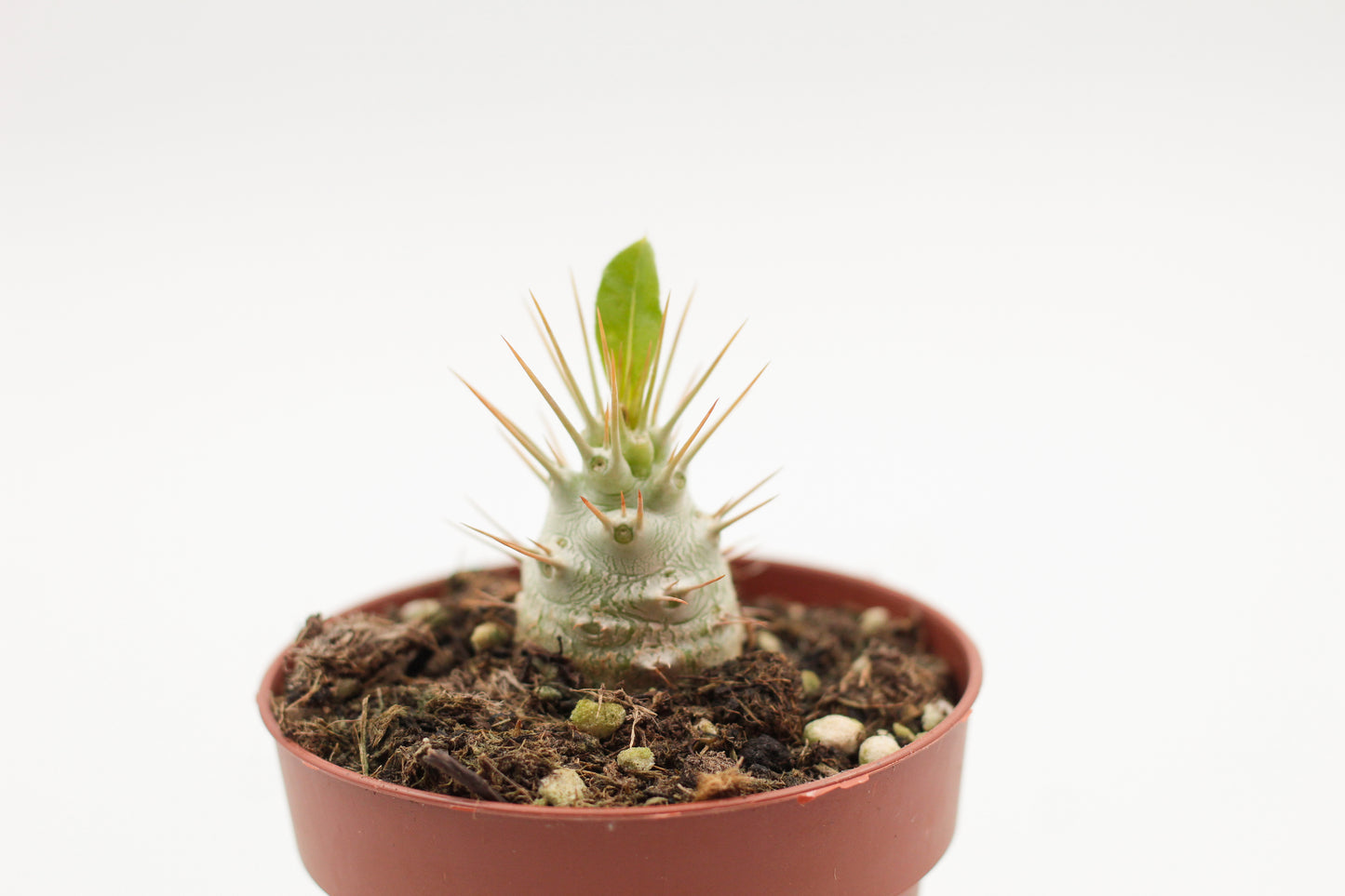 Pachypodium saundersii (Pachypodium lealii subs. saundersii)