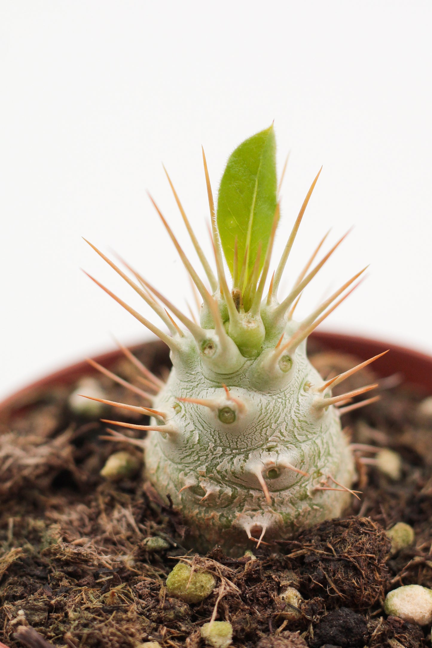 Pachypodium saundersii (Pachypodium lealii subs. saundersii)