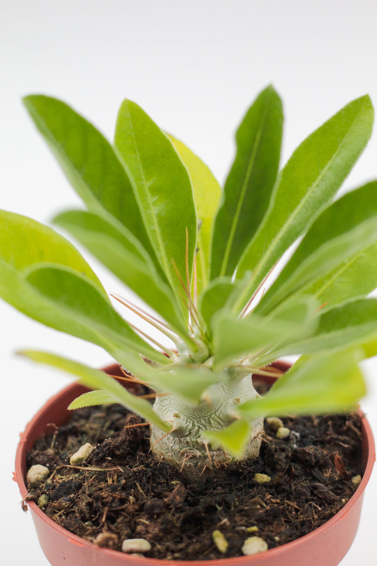 Pachypodium saundersii (Pachypodium lealii subs. saundersii)