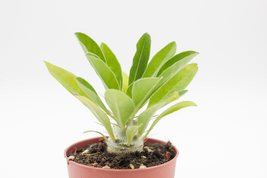 Pachypodium saundersii (Pachypodium lealii subs. saundersii)