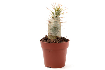 Pachypodium saundersii (Pachypodium lealii subs. saundersii)