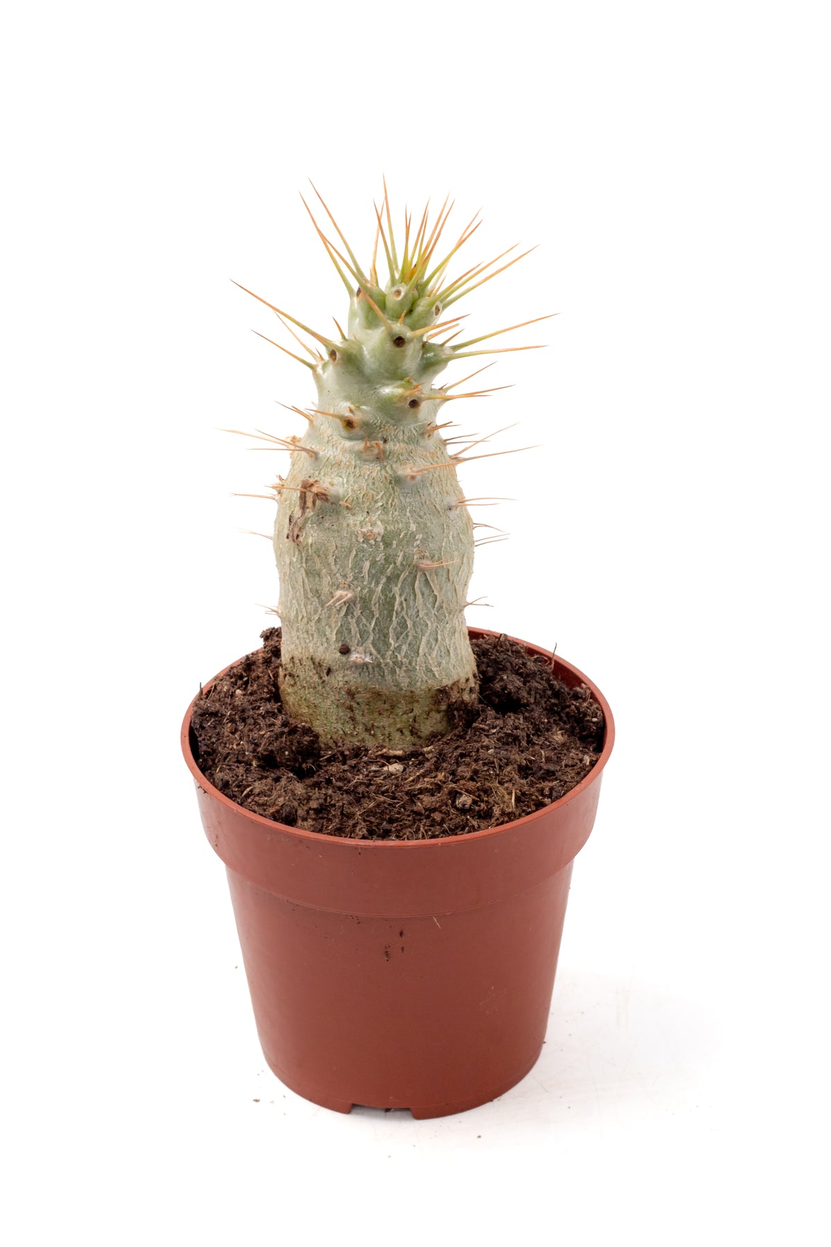 Pachypodium saundersii (Pachypodium lealii subs. saundersii)