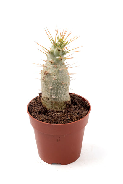 Pachypodium saundersii (Pachypodium lealii subs. saundersii)
