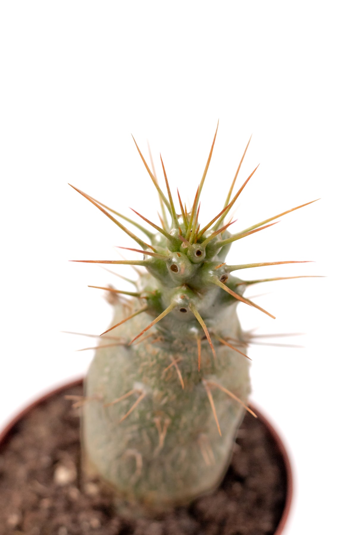 Pachypodium saundersii (Pachypodium lealii subs. saundersii)