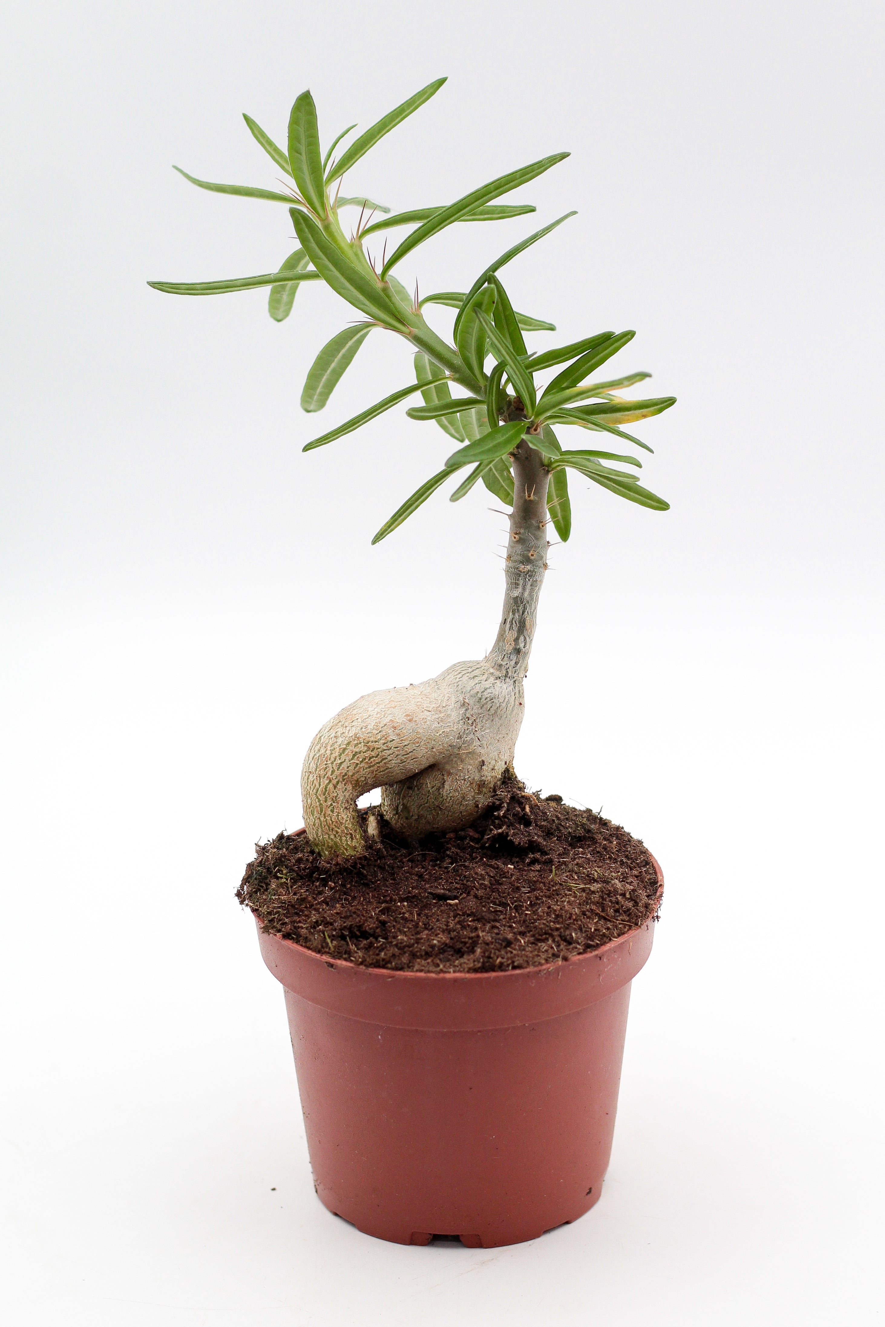 Pachypodium succulentum caudex – ikhebeencactus