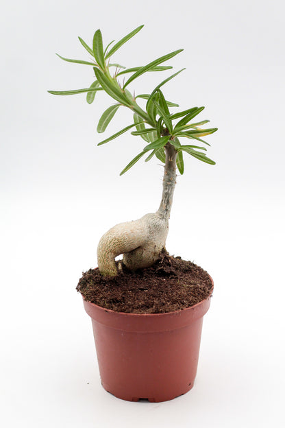Pachypodium succulentum caudex