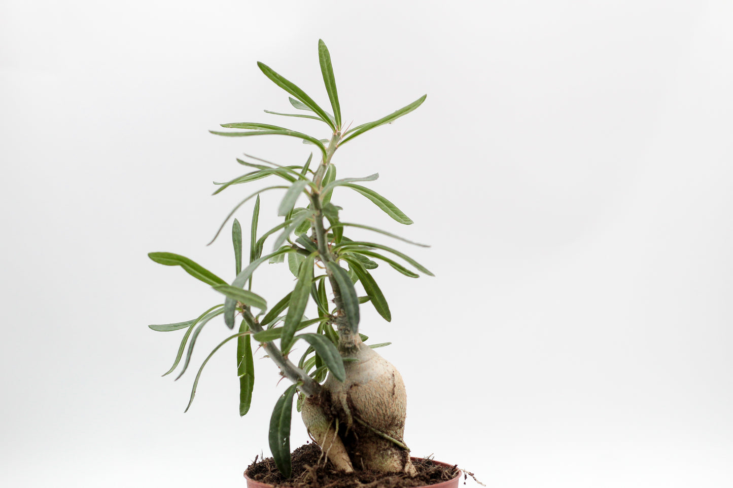 Pachypodium succulentum caudex