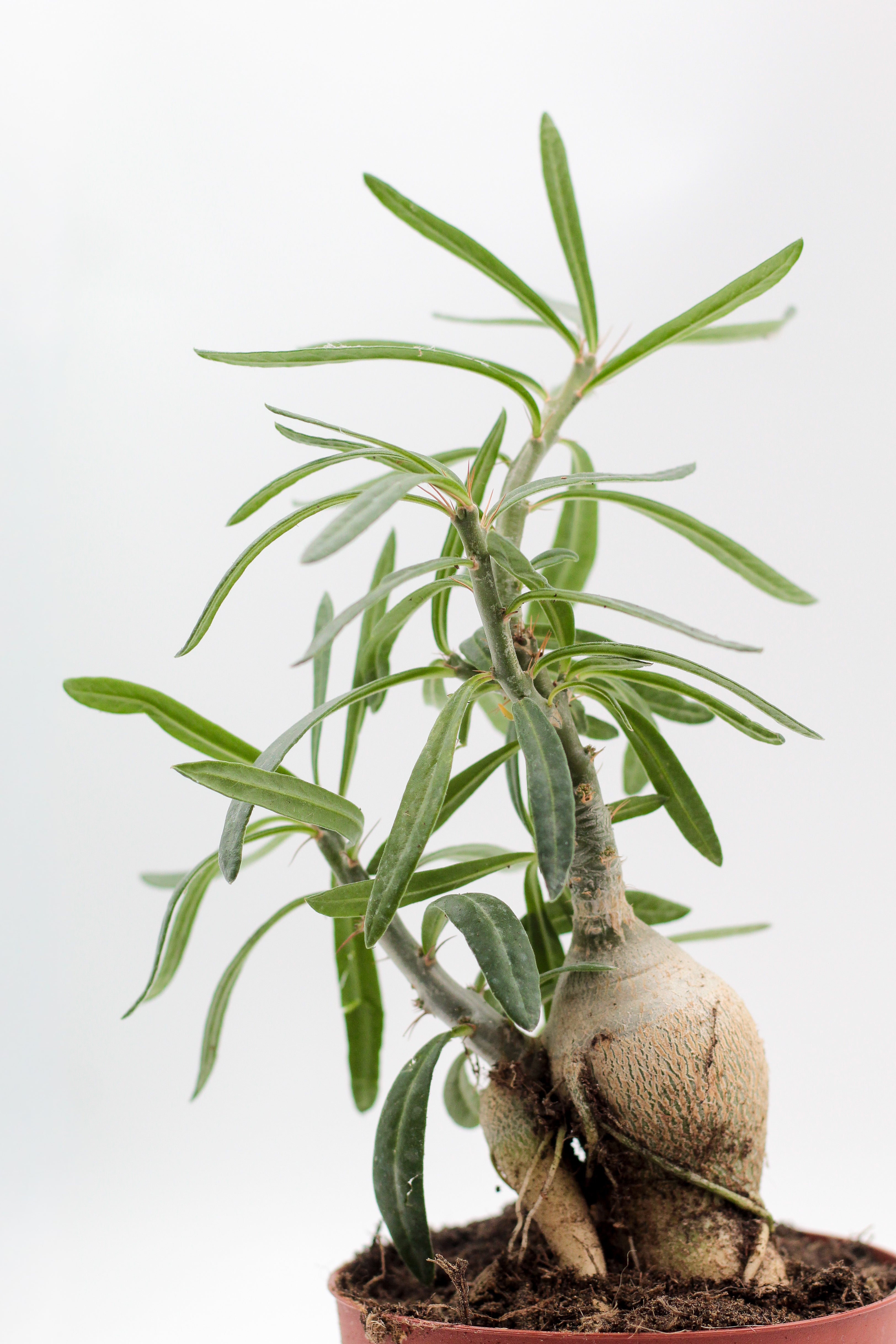 Pachypodium succulentum caudex – ikhebeencactus