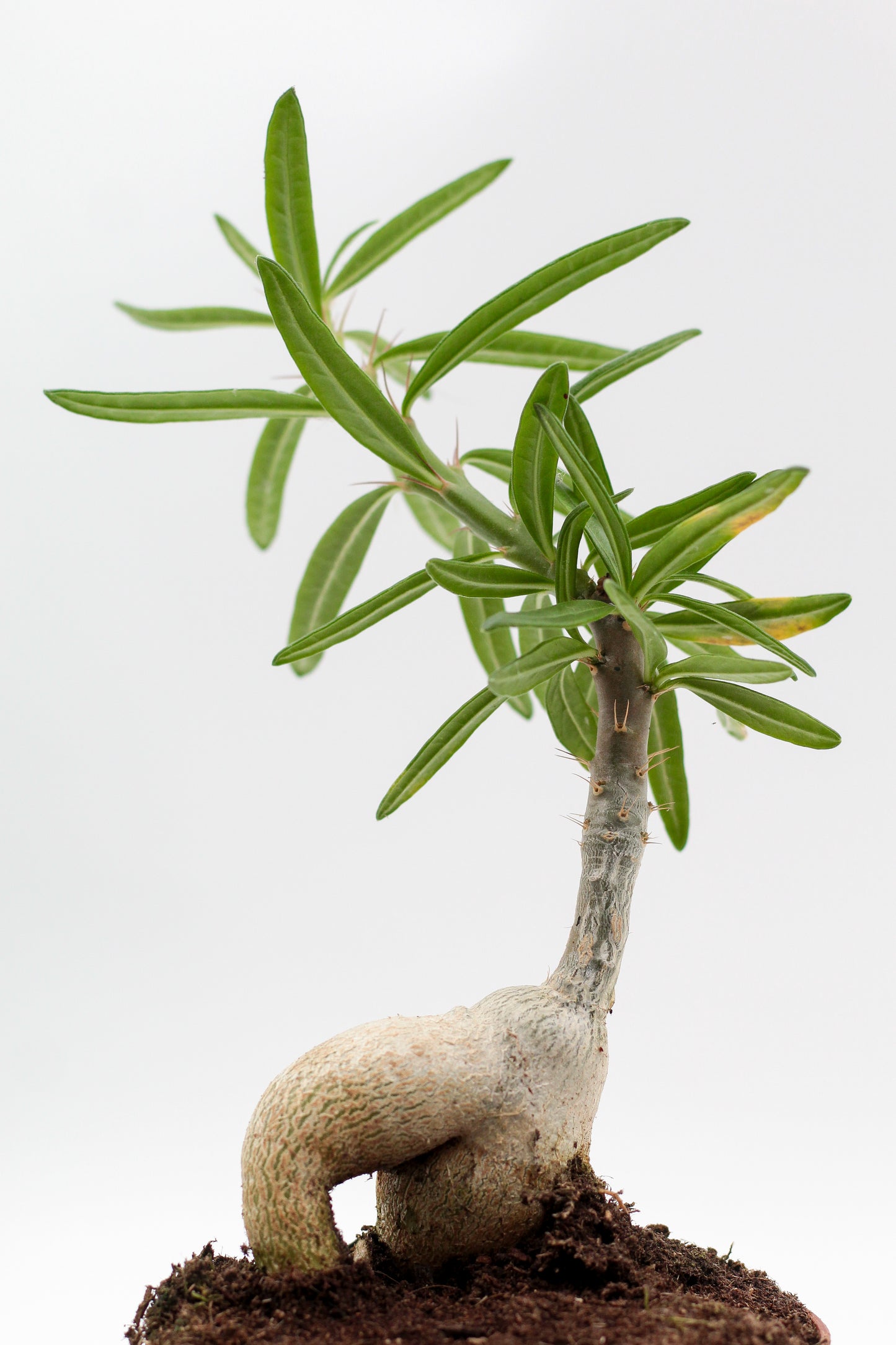 Pachypodium succulentum caudex