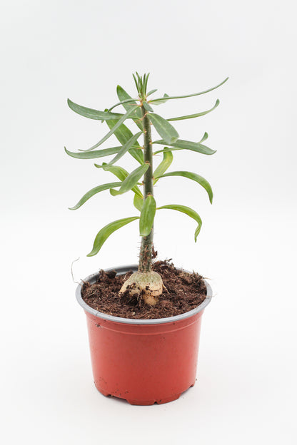 Pachypodium succulentum caudex