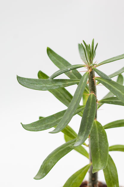Pachypodium succulentum caudex