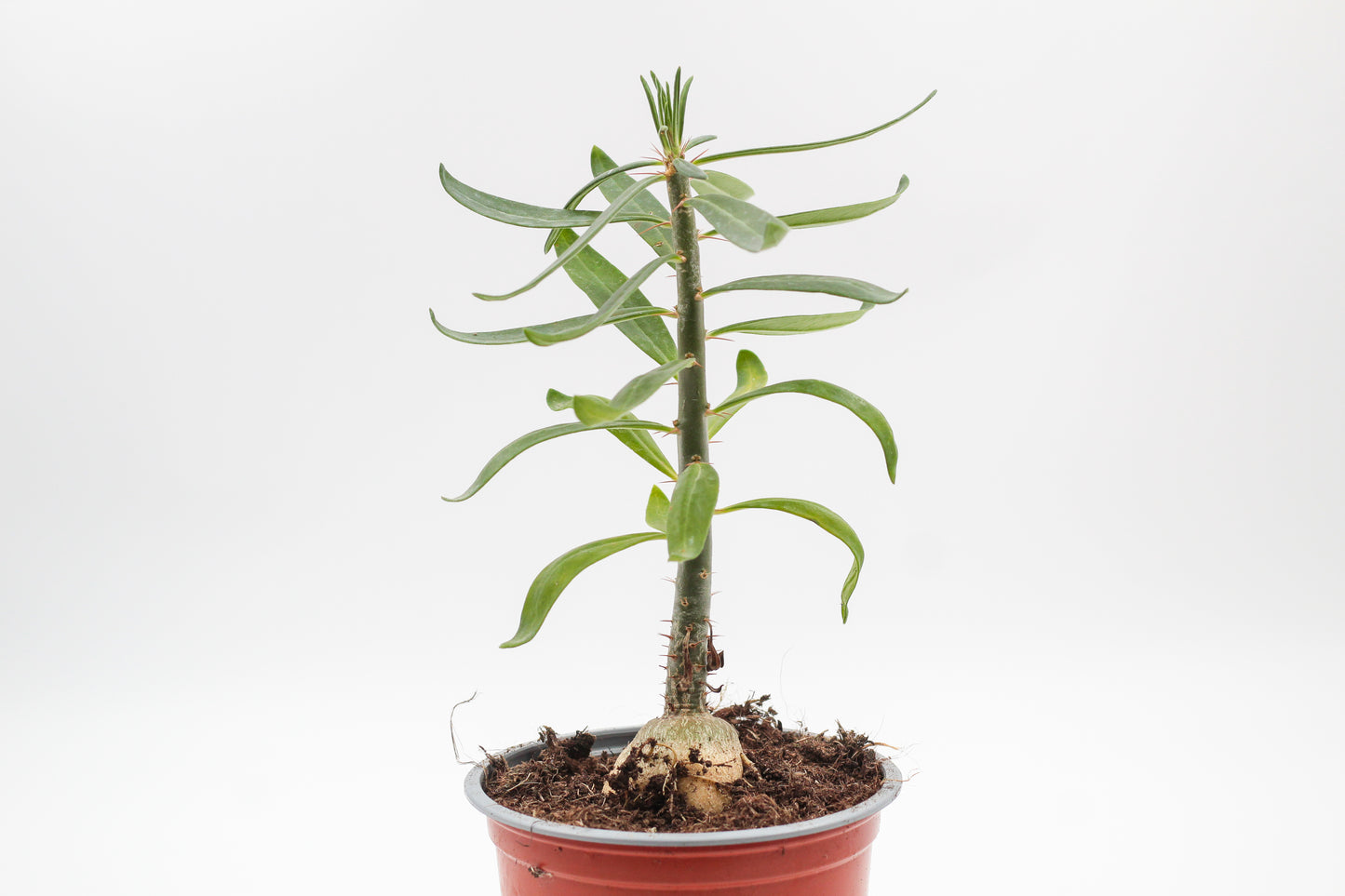 Pachypodium succulentum caudex