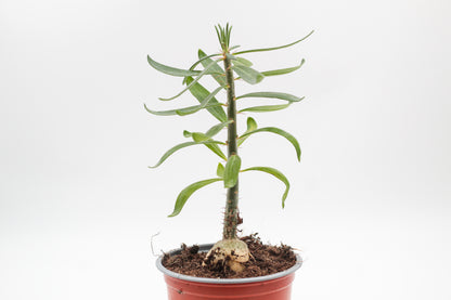 Pachypodium succulentum caudex