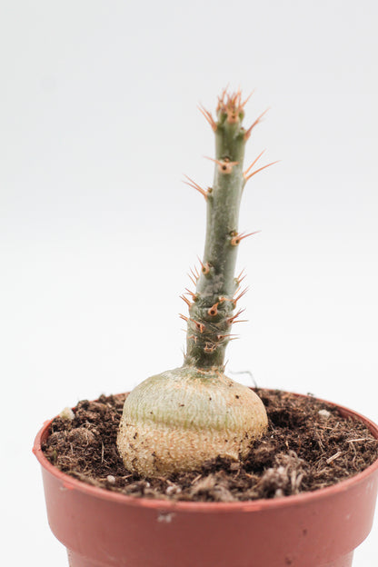 Pachypodium succulentum caudex