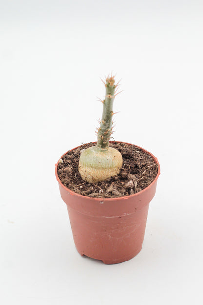 Pachypodium succulentum caudex