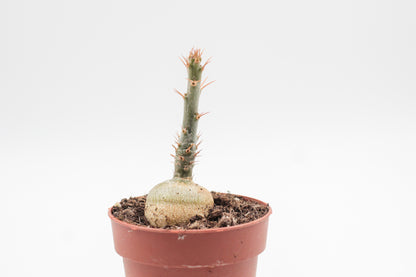 Pachypodium succulentum caudex