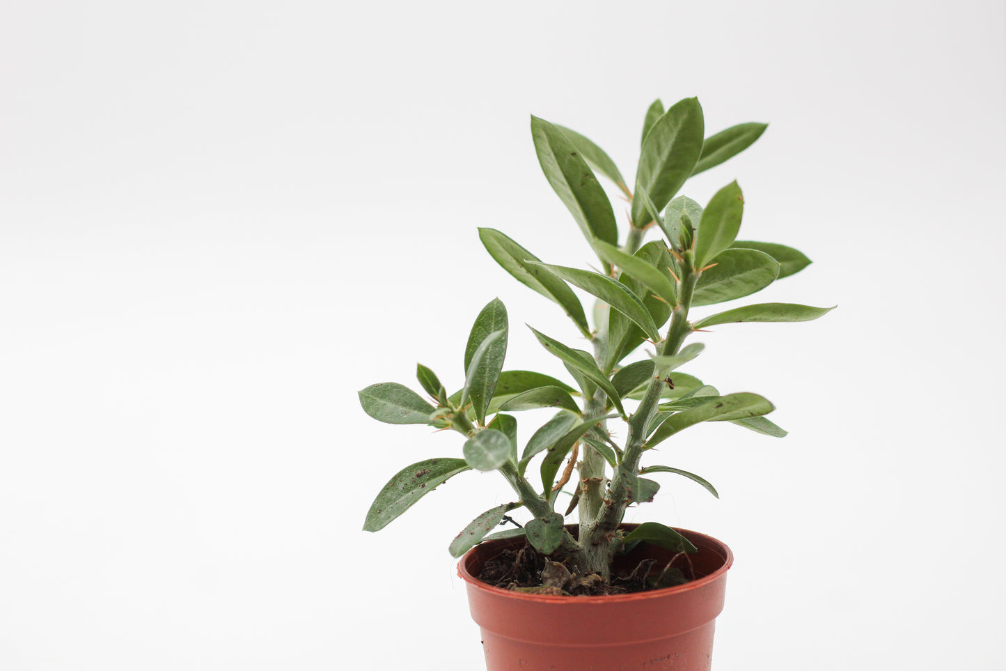 Pachypodium bispinosum