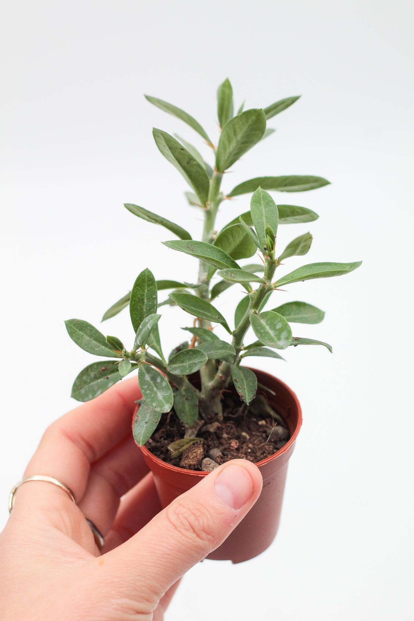 Pachypodium bispinosum