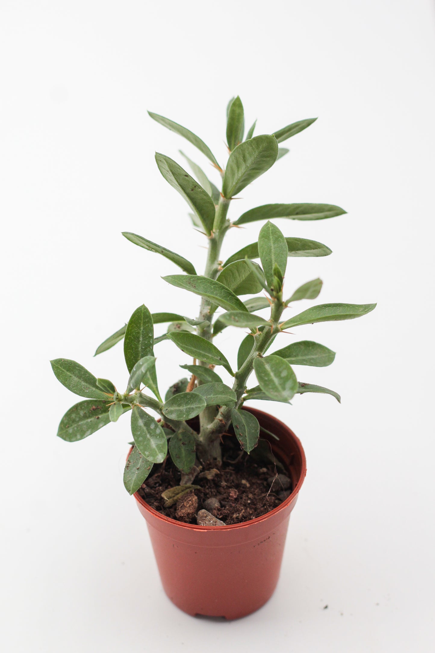 Pachypodium bispinosum